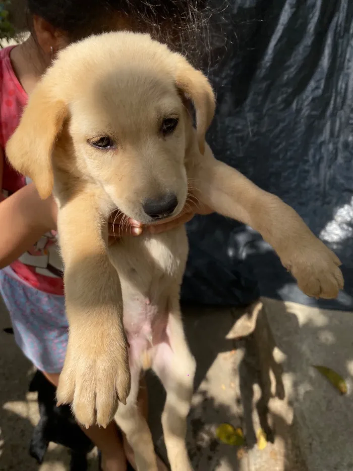 Cachorro raça SRD-ViraLata idade 2 a 6 meses nome Sansao