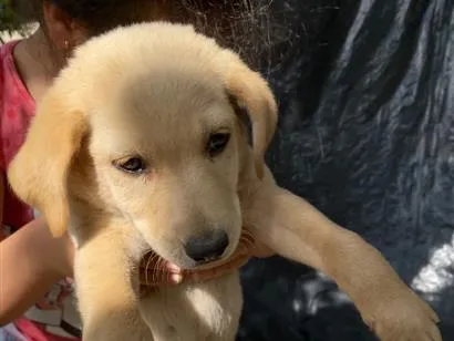 Cachorro raça SRD-ViraLata idade 2 a 6 meses nome Sansao