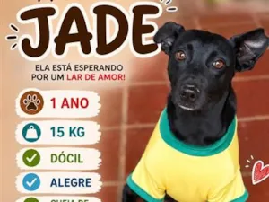 Cachorro raça SRD-ViraLata idade 1 ano nome Jade
