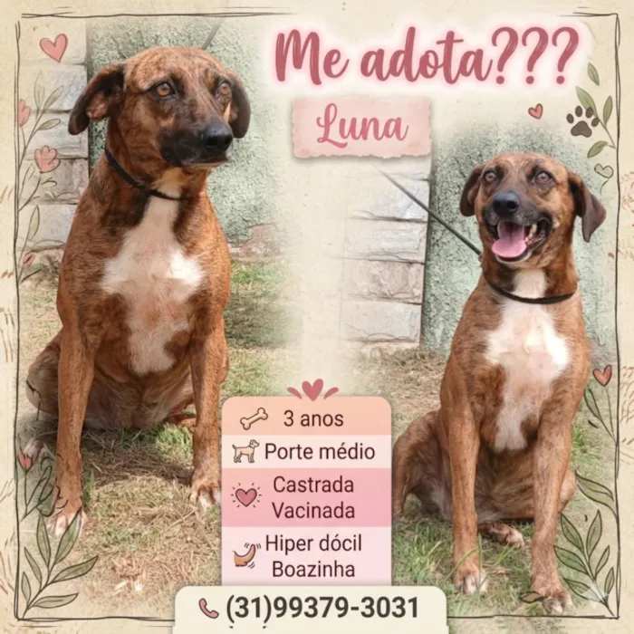 Cachorro raça SRD-ViraLata idade 3 anos nome Luna