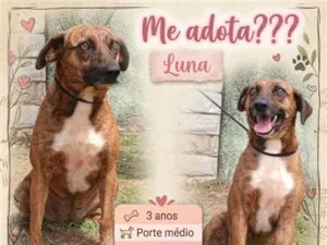 Cachorro raça SRD-ViraLata idade 3 anos nome Luna