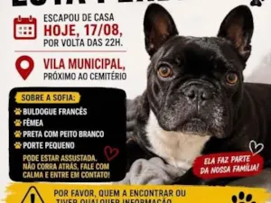 Cachorro raça SRD-ViraLata idade 4 anos nome Sofia