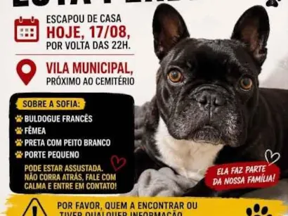 Cachorro raça SRD-ViraLata idade 4 anos nome Sofia