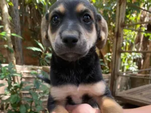 Cachorro raça SRD-ViraLata idade 2 a 6 meses nome Pérola 