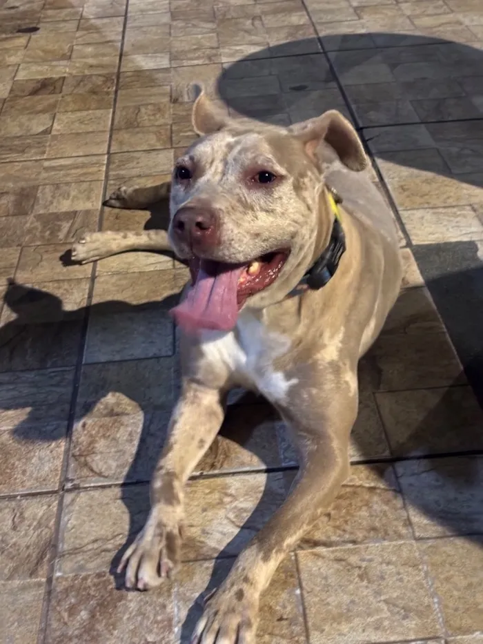 Cachorro raça Pit-Bull idade 1 ano nome Mel