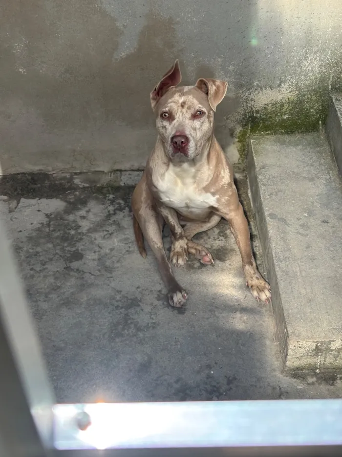 Cachorro raça Pit-Bull idade 1 ano nome Mel