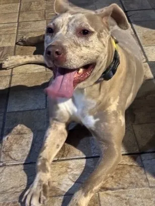 Cachorro raça Pit-Bull idade 1 ano nome Mel