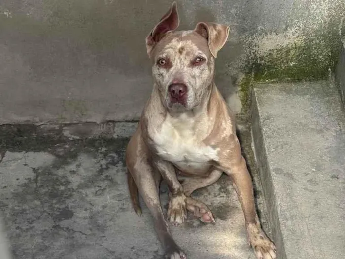 Cachorro raça Pit-Bull idade 1 ano nome Mel