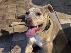 Cachorro raça Pit-Bull idade 1 ano nome Mel