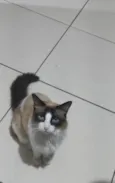Amora