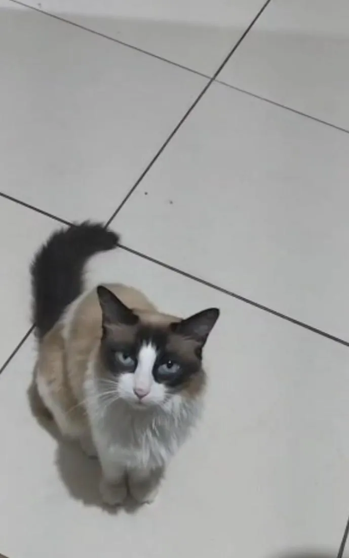 Gato raça Siamês idade 2 anos nome Amora