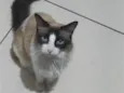 Amora