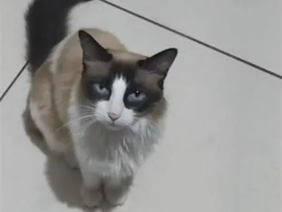 Gato raça Siamês idade 2 anos nome Amora