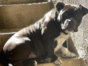 Cachorro raça Pit-Bull idade 2 anos nome Zeus