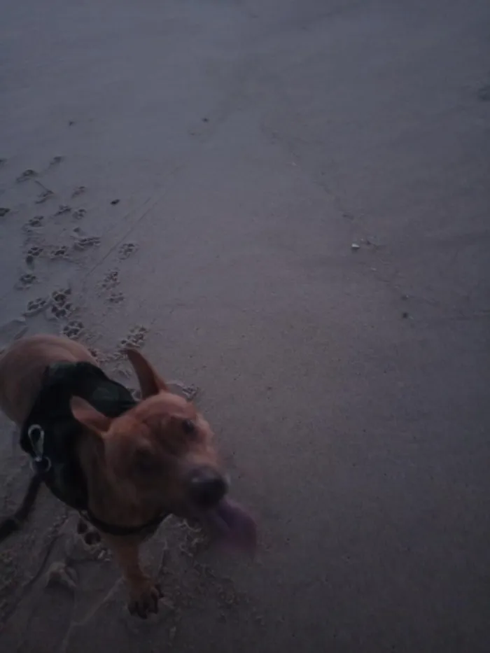 Cachorro raça Pit-Bull idade 3 anos nome Tigresa