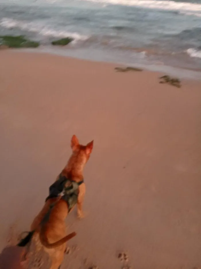 Cachorro raça Pit-Bull idade 3 anos nome Tigresa