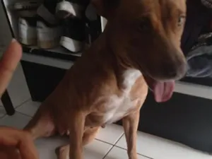 Cachorro raça Pit-Bull idade 3 anos nome Tigresa