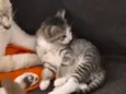 gatos