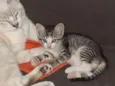 gatos
