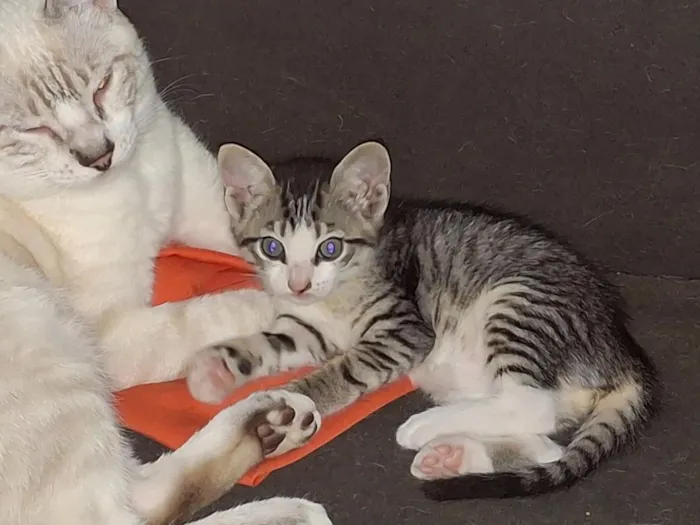 Gato raça SRD-ViraLata idade Abaixo de 2 meses nome gatos