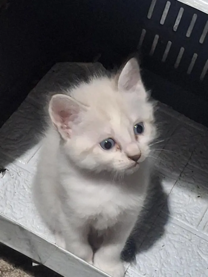 Gato raça SRD-ViraLata idade Abaixo de 2 meses nome gatos