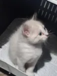gatos