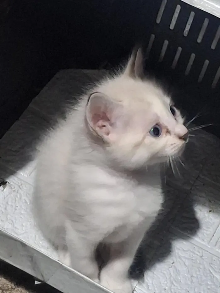 Gato raça SRD-ViraLata idade Abaixo de 2 meses nome gatos