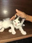 gatos