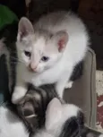 gatos
