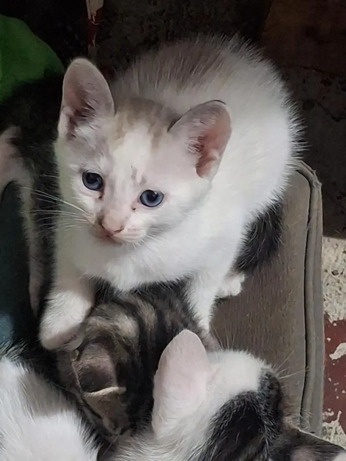 Gato raça SRD-ViraLata idade Abaixo de 2 meses nome gatos