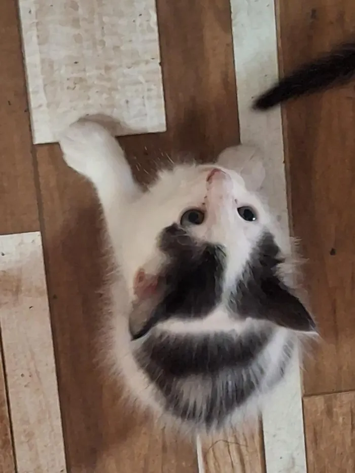 Gato raça SRD-ViraLata idade Abaixo de 2 meses nome gatos