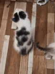 gatos