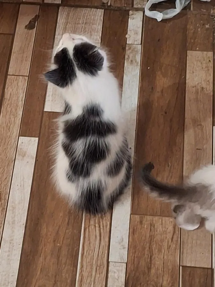 Gato raça SRD-ViraLata idade Abaixo de 2 meses nome gatos