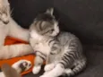 gatos