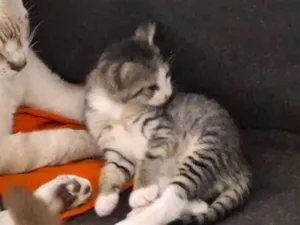 Gato raça SRD-ViraLata idade Abaixo de 2 meses nome gatos