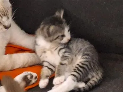 Gato raça SRD-ViraLata idade Abaixo de 2 meses nome gatos