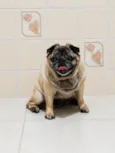 Tuti Pug 