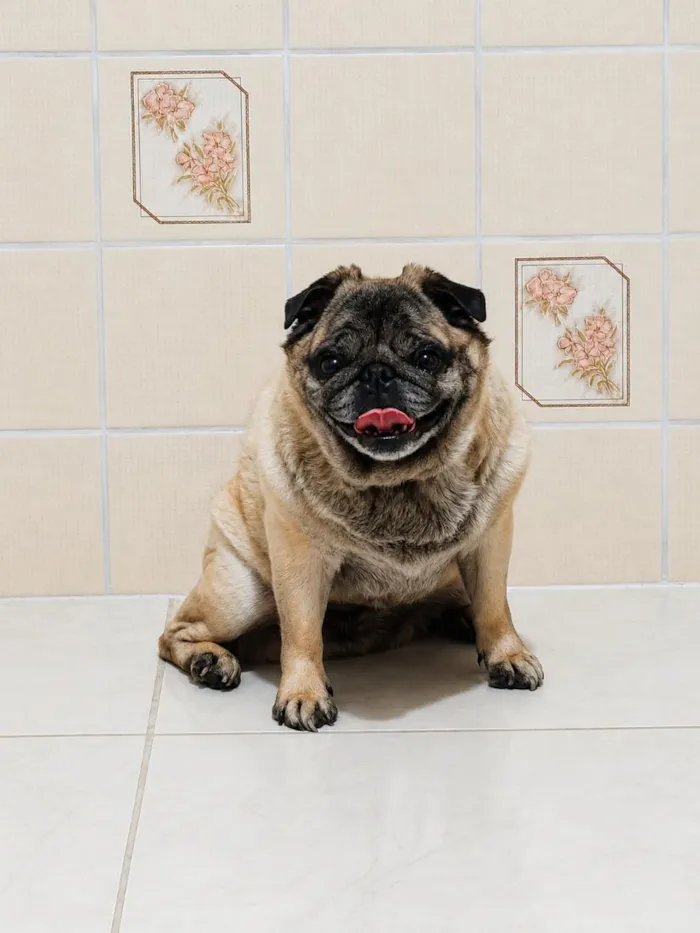 Cachorro raça SRD-ViraLata idade 6 ou mais anos nome Tuti Pug 