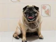 Tuti Pug 