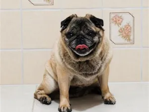 Cachorro raça SRD-ViraLata idade 6 ou mais anos nome Tuti Pug 