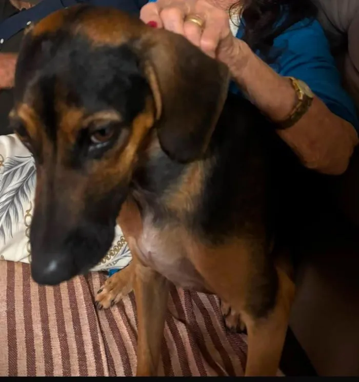 Cachorro raça SRD-ViraLata idade 1 ano nome Brad