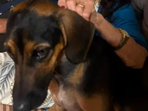 Cachorro raça SRD-ViraLata idade 1 ano nome Brad