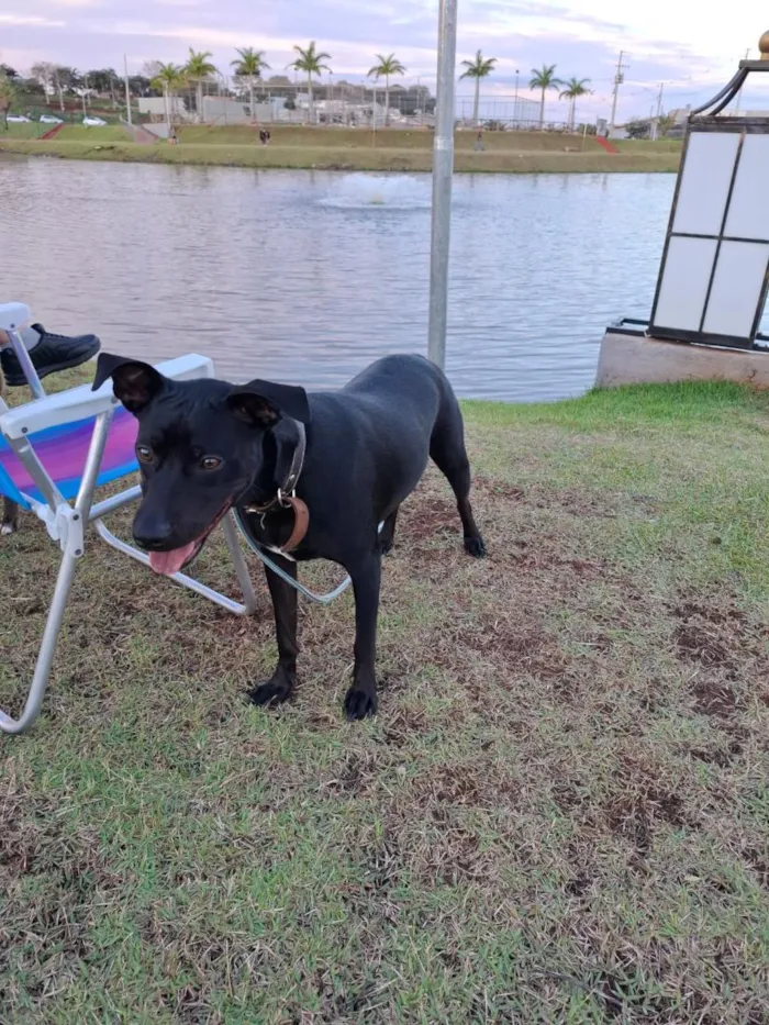 Cachorro raça SRD-ViraLata idade 1 ano nome Artemis