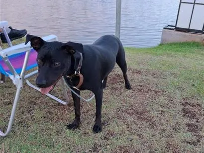 Cachorro raça SRD-ViraLata idade 1 ano nome Artemis