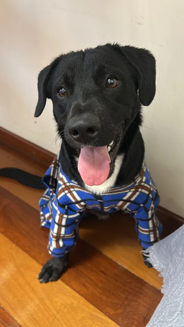 Cachorro raça SRD-ViraLata idade 7 a 11 meses nome Tob