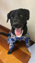 Tob
