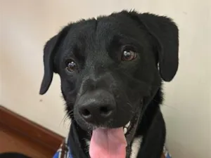 Cachorro raça SRD-ViraLata idade 7 a 11 meses nome Tob