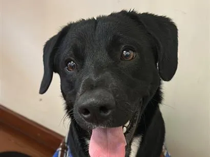 Cachorro raça SRD-ViraLata idade 7 a 11 meses nome Tob