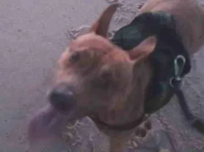 Cachorro raça Pit-Bull idade 3 anos nome Tigresa