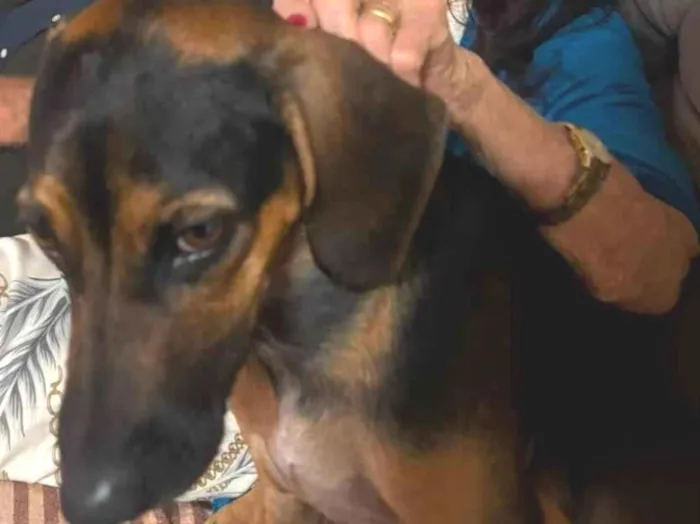 Cachorro raça SRD-ViraLata idade 1 ano nome Brad